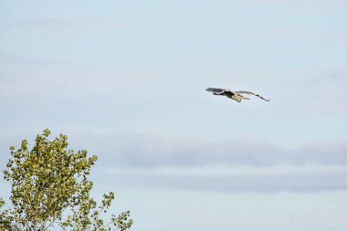 Gri balıkçıl-He-Ron cendre)