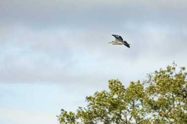 Gri balıkçıl-He-Ron cendre)