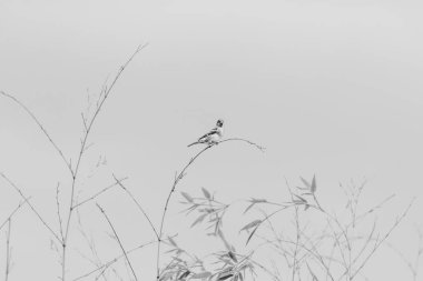 House Sparrow-Passereaux (Passer domesticus)