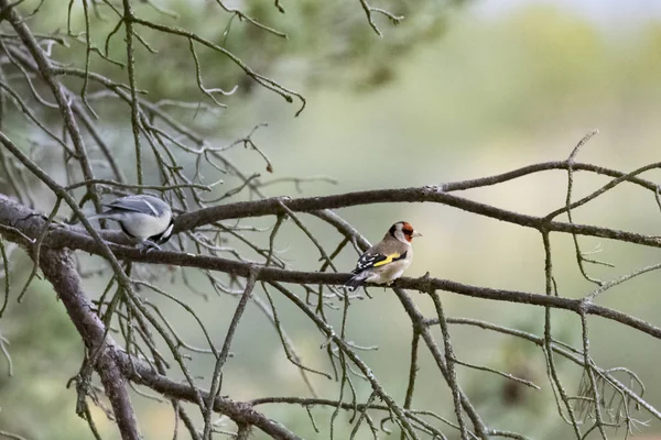 Европейский золотой фингал-шарф элегантный (Carduelis carduelis) ) — стоковое фото