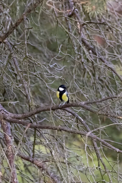 Gran charbonniere tit-Mesange (Parus major ) —  Fotos de Stock