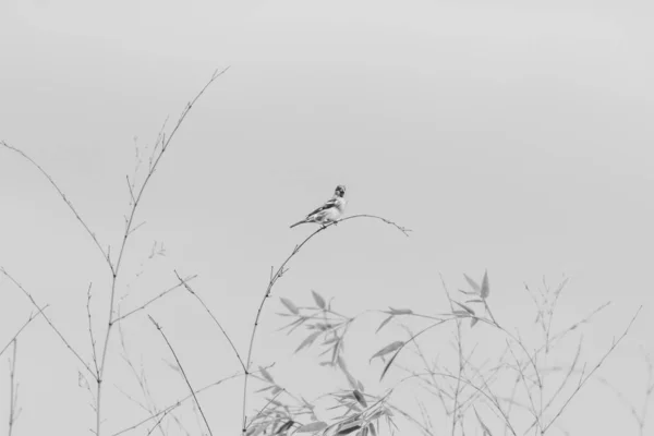 House sparrow-Passereaux (Passer domesticus) — Stock Photo, Image