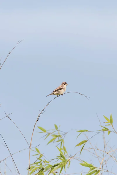 Passero domestico-Passereaux (Passer domesticus ) — Foto Stock