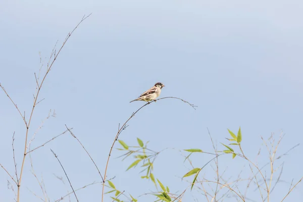 Passero domestico-Passereaux (Passer domesticus ) — Foto Stock