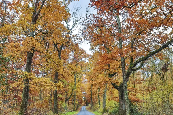 Herfst en bos — Stockfoto