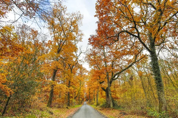 Hösten och skog — Stockfoto