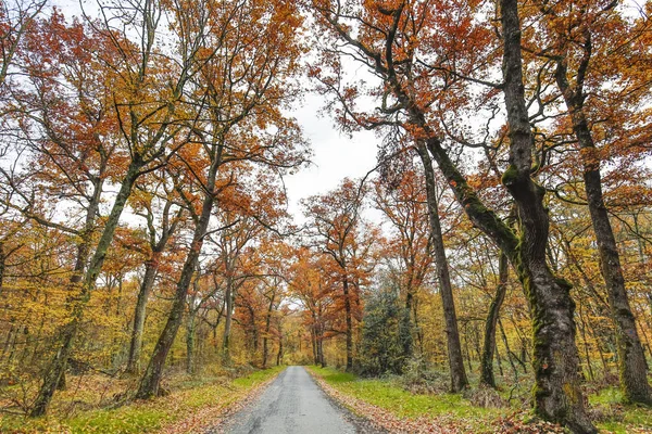 Hösten och skog — Stockfoto