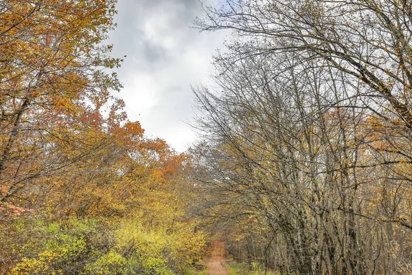 Herfst en bos — Stockfoto