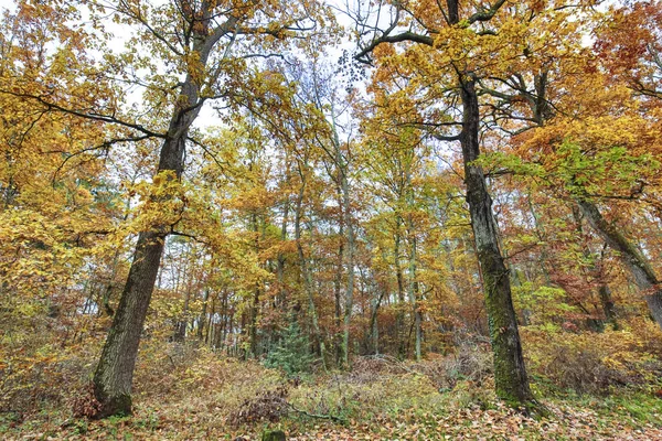 Hösten och skog — Stockfoto