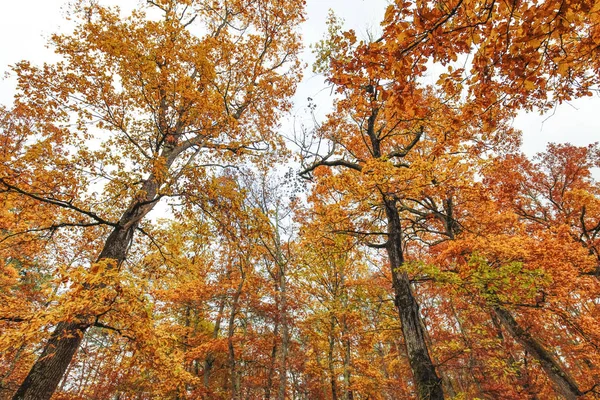 Herfst en bos — Stockfoto