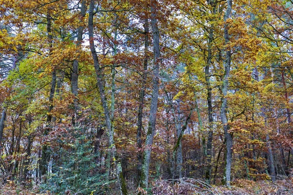 Herfst en bos — Stockfoto