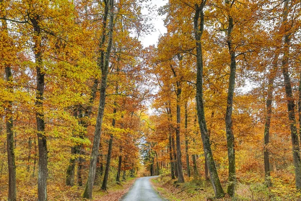 Hösten och skog — Stockfoto