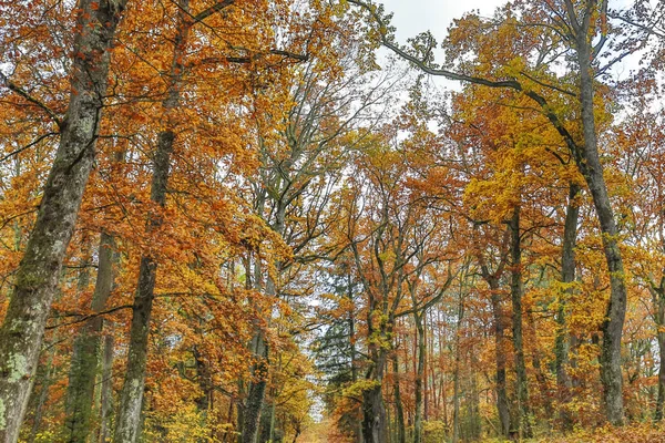 Herfst en bos — Stockfoto