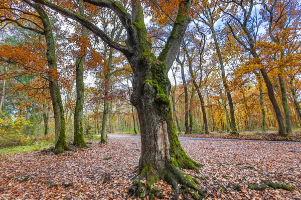 Höst — Stockfoto