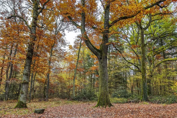 Höst — Stockfoto