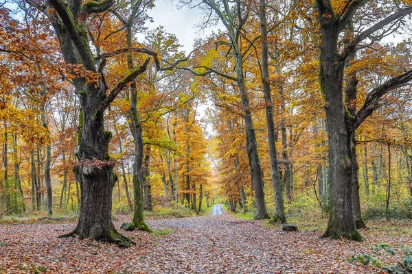 Höst — Stockfoto