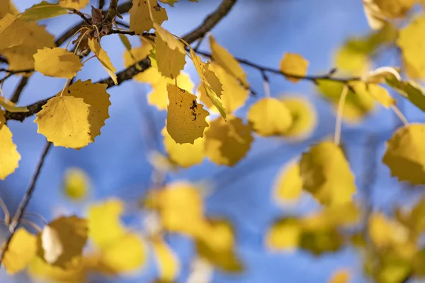 Automn