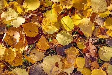 Automn