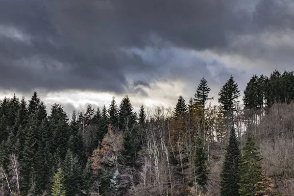 Podzimní Světlo Les Auvergne Francie — Stock fotografie