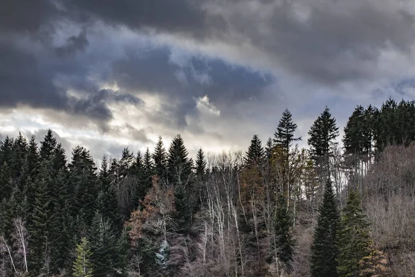 Luce Foresta Autunnale Alvernia Francia — Foto Stock