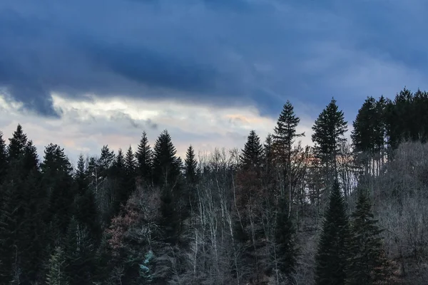 Осінній Світ Ліс Овернь Франція — стокове фото