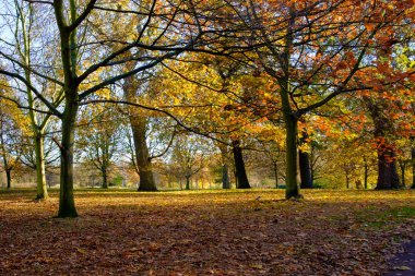 Regents Park Sonbahar ağaçlarda