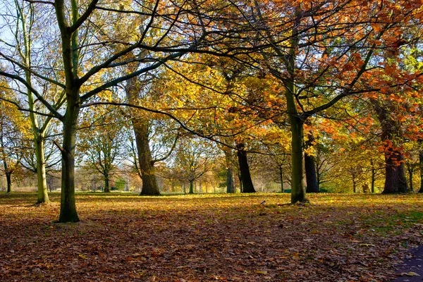 Regents Park Sonbahar ağaçlarda