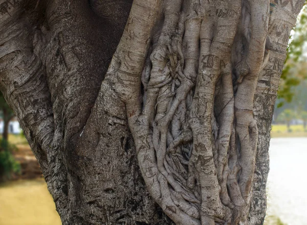 Ficus Tree trunk closeup