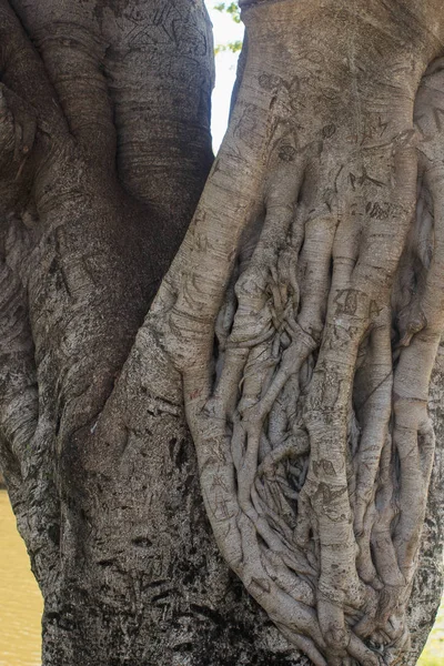 Ficus Tree trunk closeup