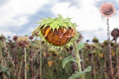 Olgunlaşmış ve kuru ayçiçeği