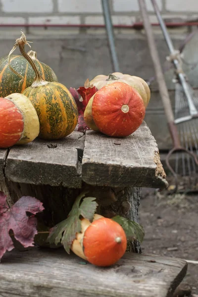 Outdoors Still life with decorative pumpkins — Stock Photo, Image