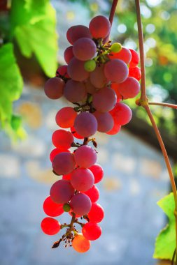 Büyülü güneş ışığında pembe üzüm banch