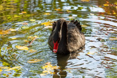 Sonbaharda gölette siyah bir kuğu