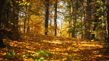 Ormanda sadece sonbahar