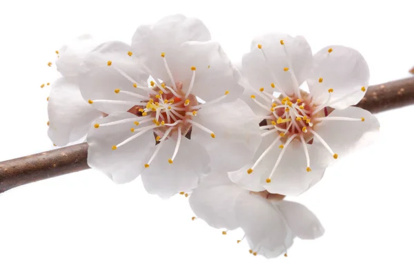Aprikosenblüten Einem Zweig Großaufnahme Isoliert Auf Weißem Hintergrund — Stockfoto