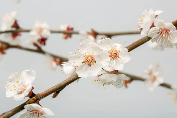 Aprikosenblüten Den Zweigen — Stockfoto