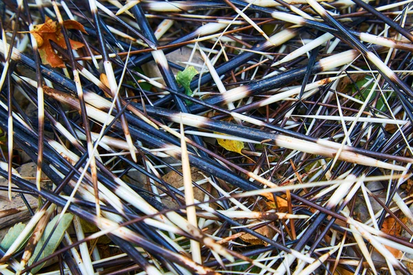 Голки баклажанів випадково розкидані — стокове фото