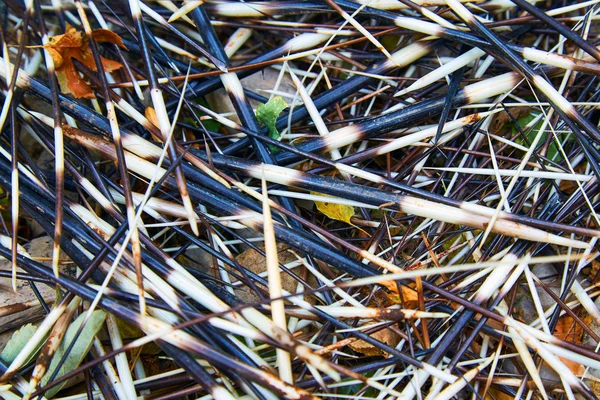 Agujas de puercoespín dispersas aleatoriamente —  Fotos de Stock