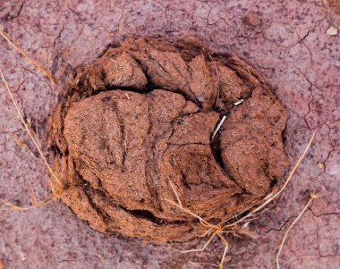 Kırmızı yeryüzünde kurumuş inek boku