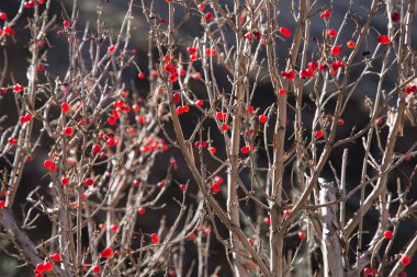 dallar üzerinde kırmızı meyveler bir sürü