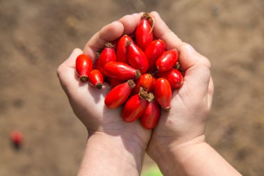 vahşi olgun çilek elinde gül