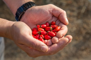 vahşi olgun çilek elinde gül