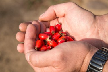 vahşi olgun çilek elinde gül
