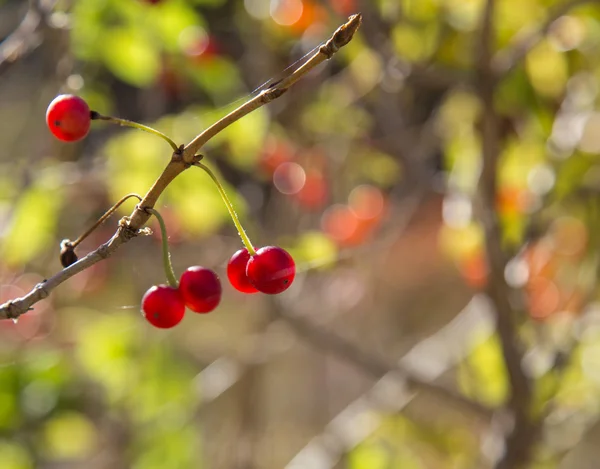 Rote Beeren auf Zweigen in der Natur — Stockfoto