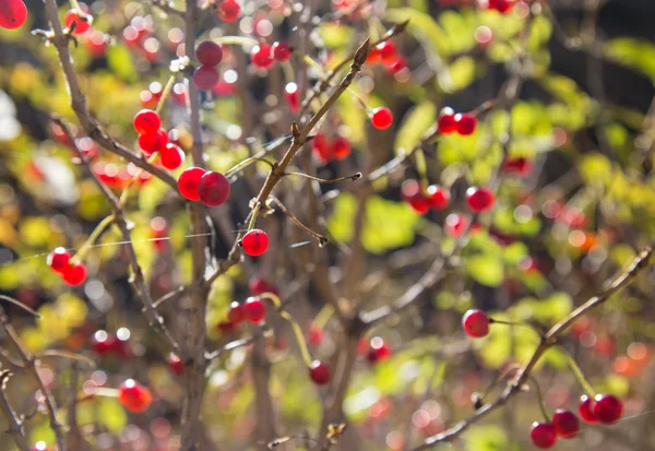 Viele rote Beeren auf den Zweigen — Stockfoto