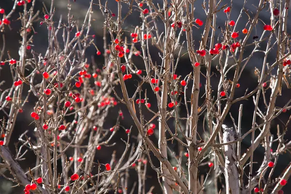 Viele rote Beeren auf den Zweigen — Stockfoto