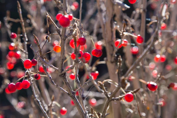 Lots of red berries on the branches — Stock Photo, Image