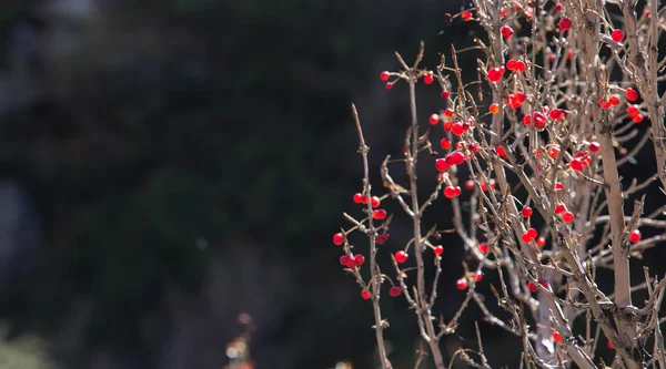 Lots of red berries on the branches — Stock Photo, Image