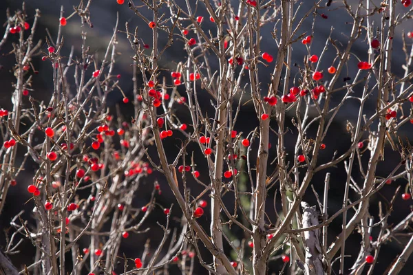 Много красных ягод на ветвях — стоковое фото