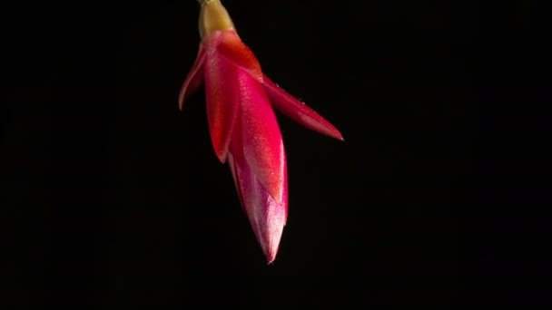 Expande la flor de cactus rojo Schlumbergera sobre un fondo negro . — Vídeos de Stock